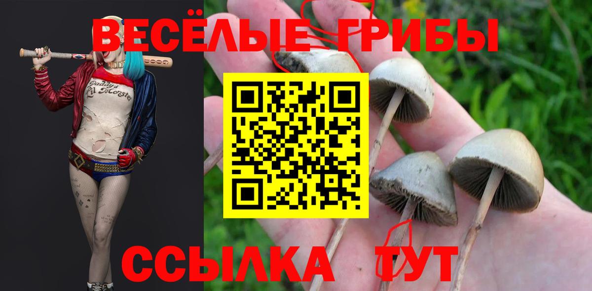 Псилоцибиновые грибы Cubensis Великий Устюг